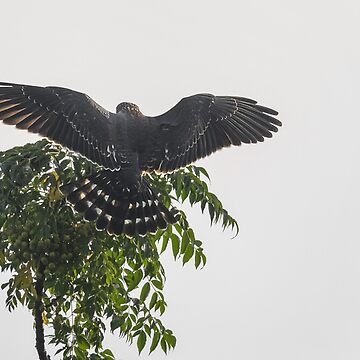 Artwork thumbnail, Juvenile Mississippi kite testing its wings by rshankar8080