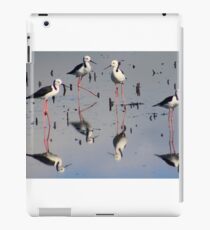 blackwinged stilts iPad Case/Skin