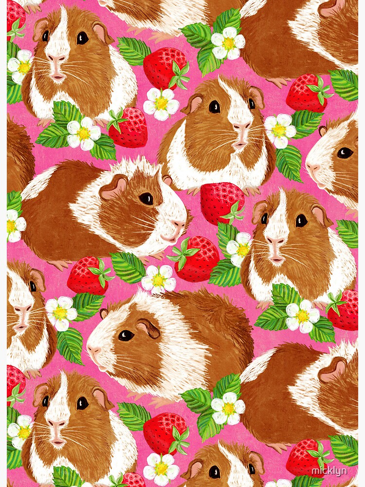 Strawberries and outlet guinea pigs