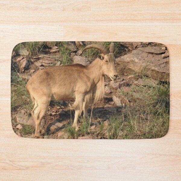 Item preview, Barbary Sheep Print designed and sold by Paul-Prints.