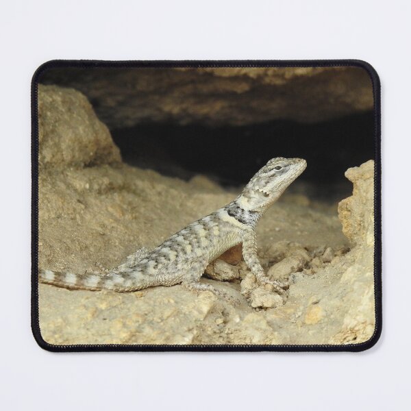Item preview, Crevice Spiny Lizard Print designed and sold by Paul-Prints.