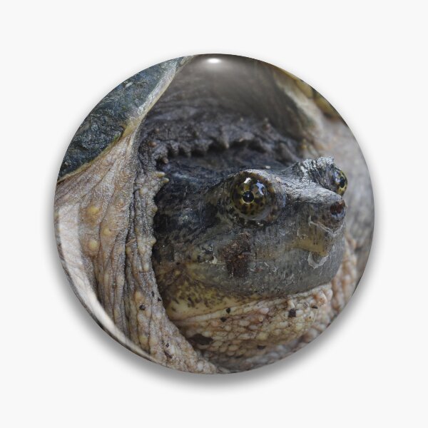 Item preview, Common Snapping Turtle Print designed and sold by Paul-Prints.
