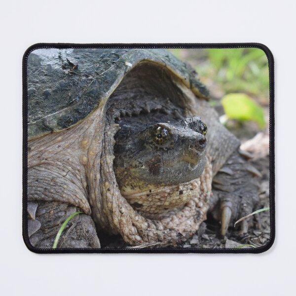 Item preview, Common Snapping Turtle Print designed and sold by Paul-Prints.
