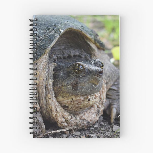 Item preview, Common Snapping Turtle Print designed and sold by Paul-Prints.