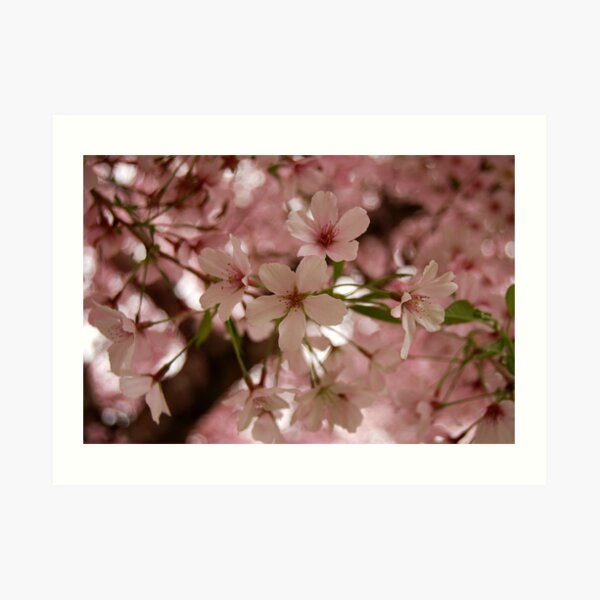 Spring Blossoms Art Print