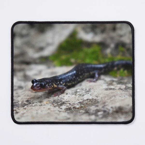 Item preview, Western Slimy Salamander Print designed and sold by Paul-Prints.