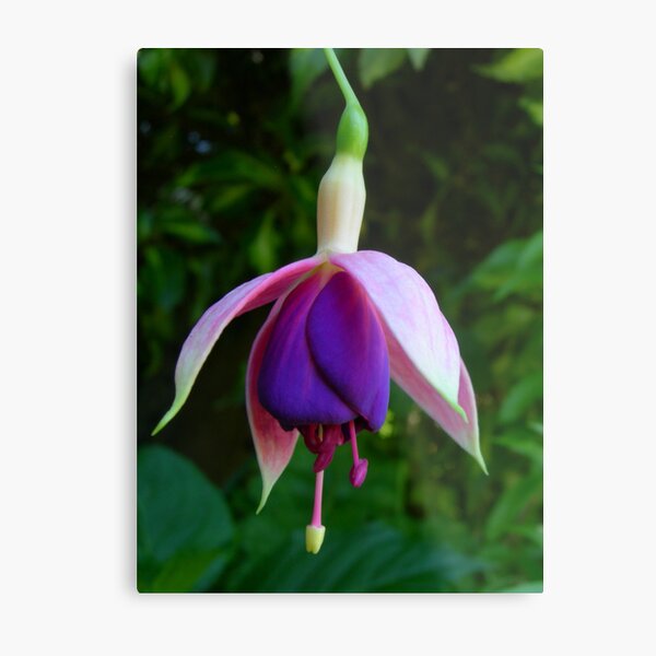 Fushia Metal Print