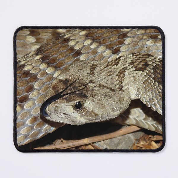 Item preview, Mojave Rattlesnake Print designed and sold by Paul-Prints.