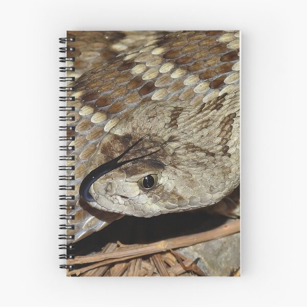 Item preview, Mojave Rattlesnake Print designed and sold by Paul-Prints.