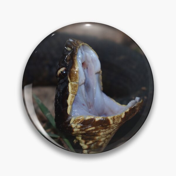 Item preview, Northern Cottonmouth Gaping Print designed and sold by Paul-Prints.