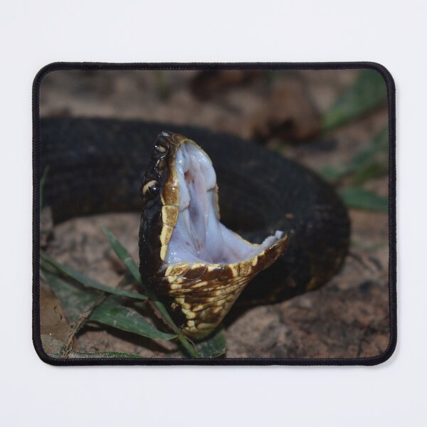 Item preview, Northern Cottonmouth Gaping Print designed and sold by Paul-Prints.