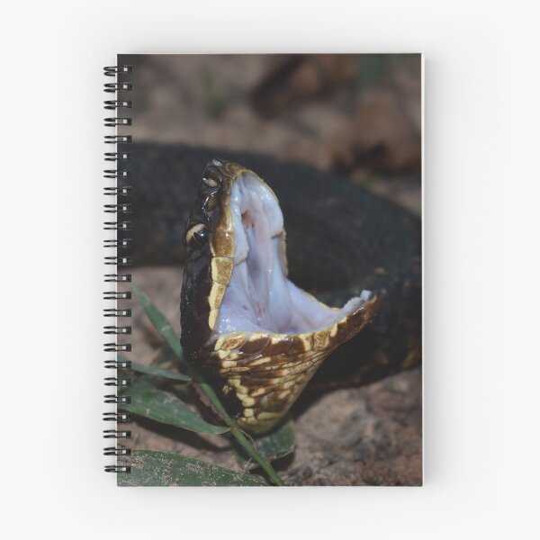 Item preview, Northern Cottonmouth Gaping Print designed and sold by Paul-Prints.