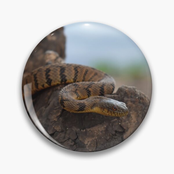 Item preview, Diamondback Water Snake Print designed and sold by Paul-Prints.