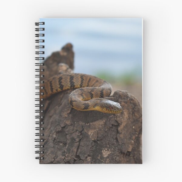 Item preview, Diamondback Water Snake Print designed and sold by Paul-Prints.