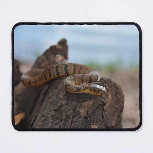 Item preview, Diamondback Water Snake Print designed and sold by Paul-Prints.