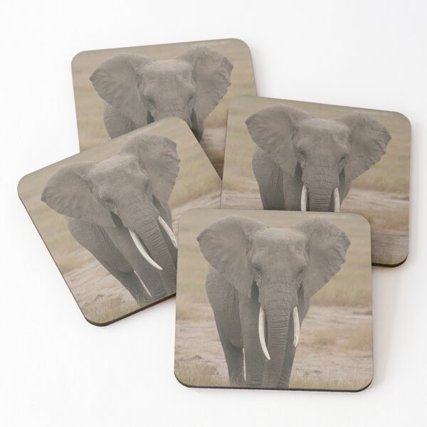 All Ears Elephant Coasters (Set of 4)
