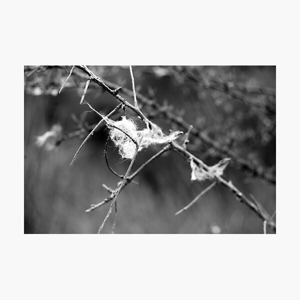 Caught II Photographic Print