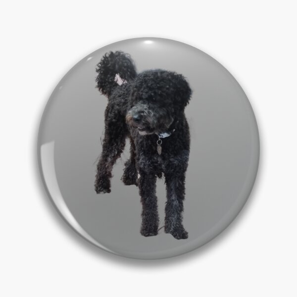 Item preview, Born to be loved and spoilt. black poodle  designed and sold by Debsgiftware Ward.