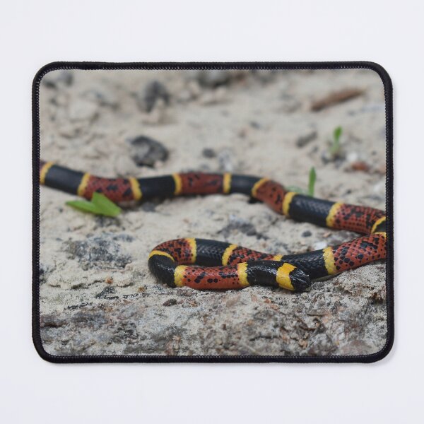 Item preview, Texas Coral Snake Print designed and sold by Paul-Prints.