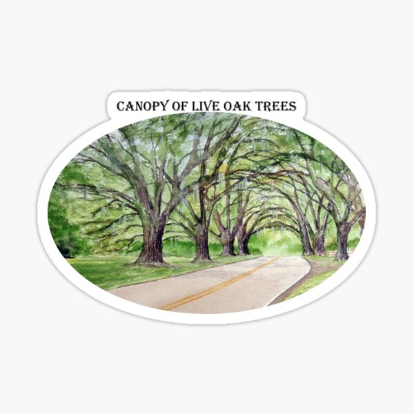 Item preview, Canopy Of Live Oak Trees Plantation Road designed and sold by William Holkham.