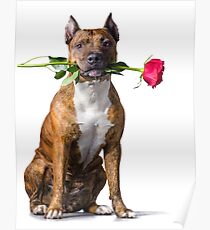 Strength and tenderness (The Loving Pit Bull) Poster