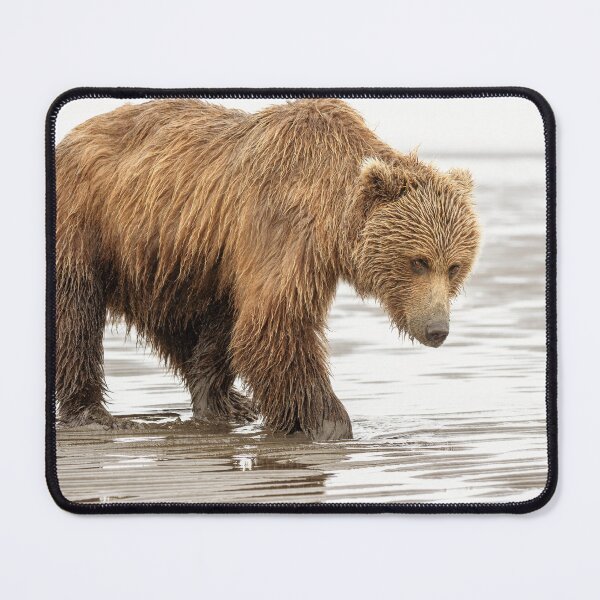 Item preview, Brown Bear Digging for Clams Alaska designed and sold by PhotoArt by Joan Carroll.