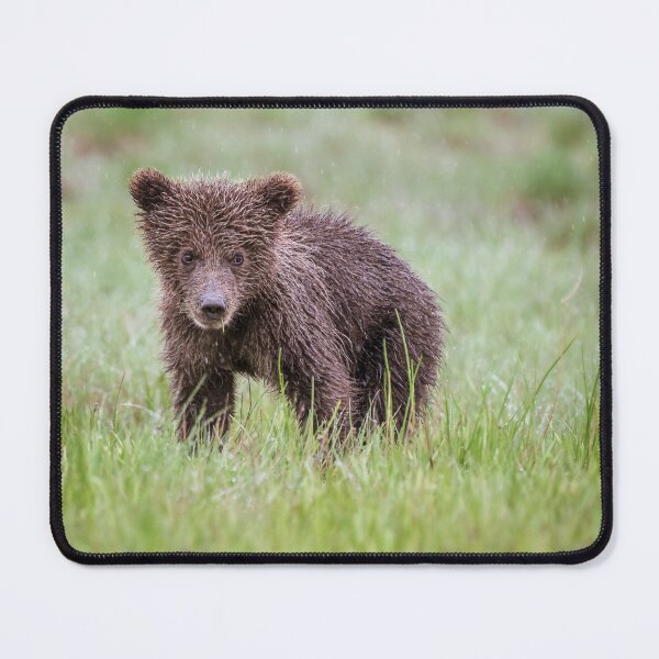 Item preview, Bear Cub Lake Clark National Park Alaska designed and sold by PhotoArt by Joan Carroll.