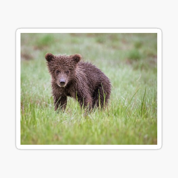 Grizzly Bear Cub Lake Clark National Park Baseball T-Shirt