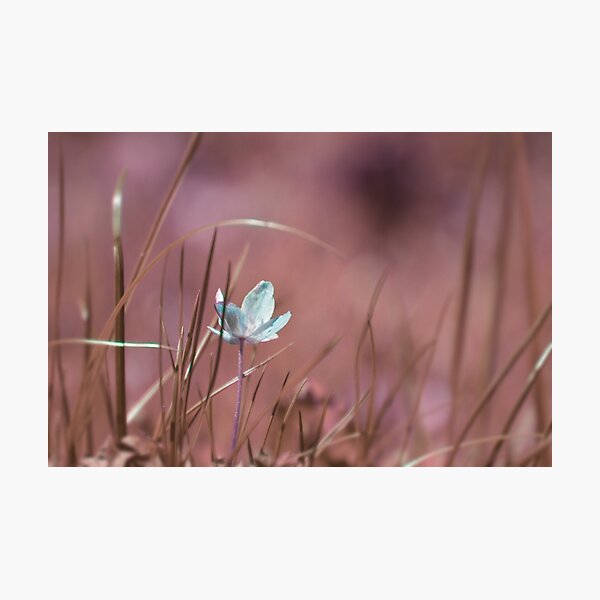 Wood anemone Photographic Print