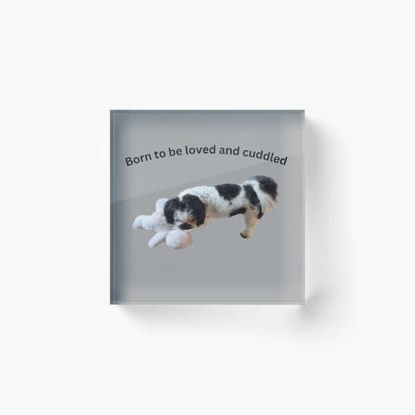 Item preview, Born to be loved and cuddled Shiatzu x poodle  designed and sold by Debsgiftware Ward.