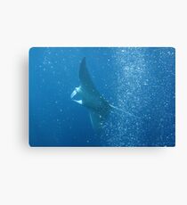 Playful Manta Canvas Print