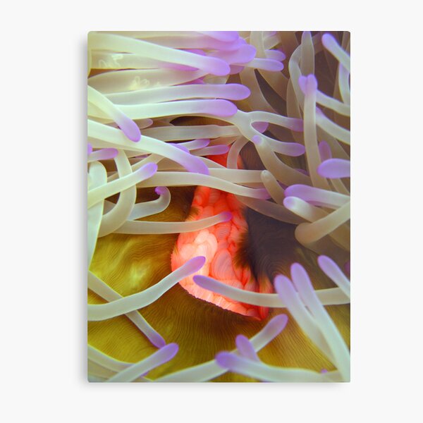 Reef Erotica I Metal Print