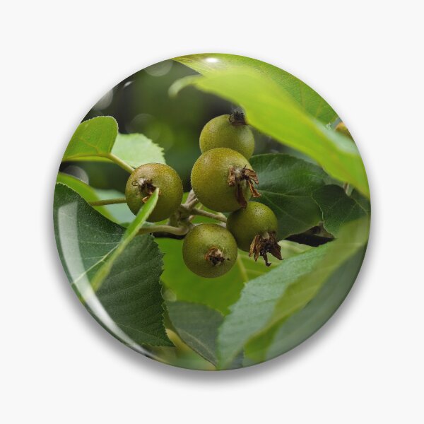 Item preview, Unripe Fruit designed and sold by Gavin Orsetti.