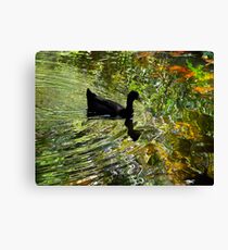 Silky waters Canvas Print