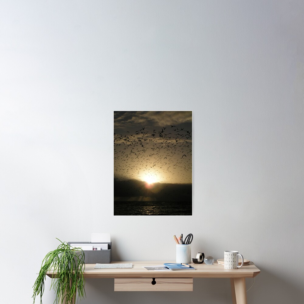 Avian Dawn Poster