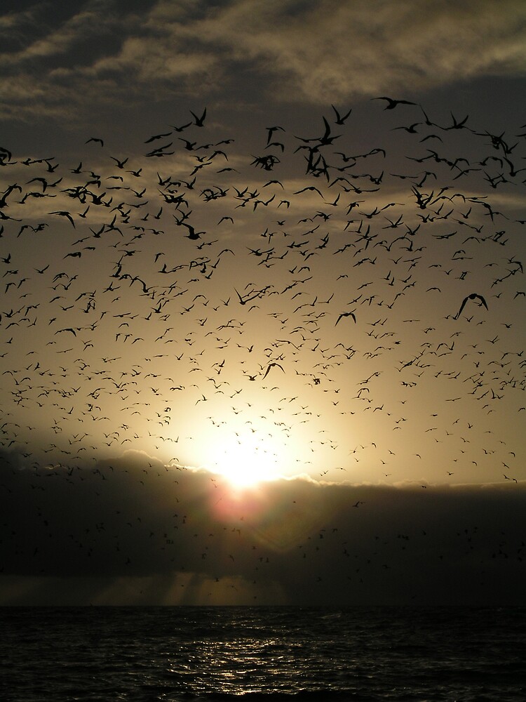 Avian Dawn by neoniphon