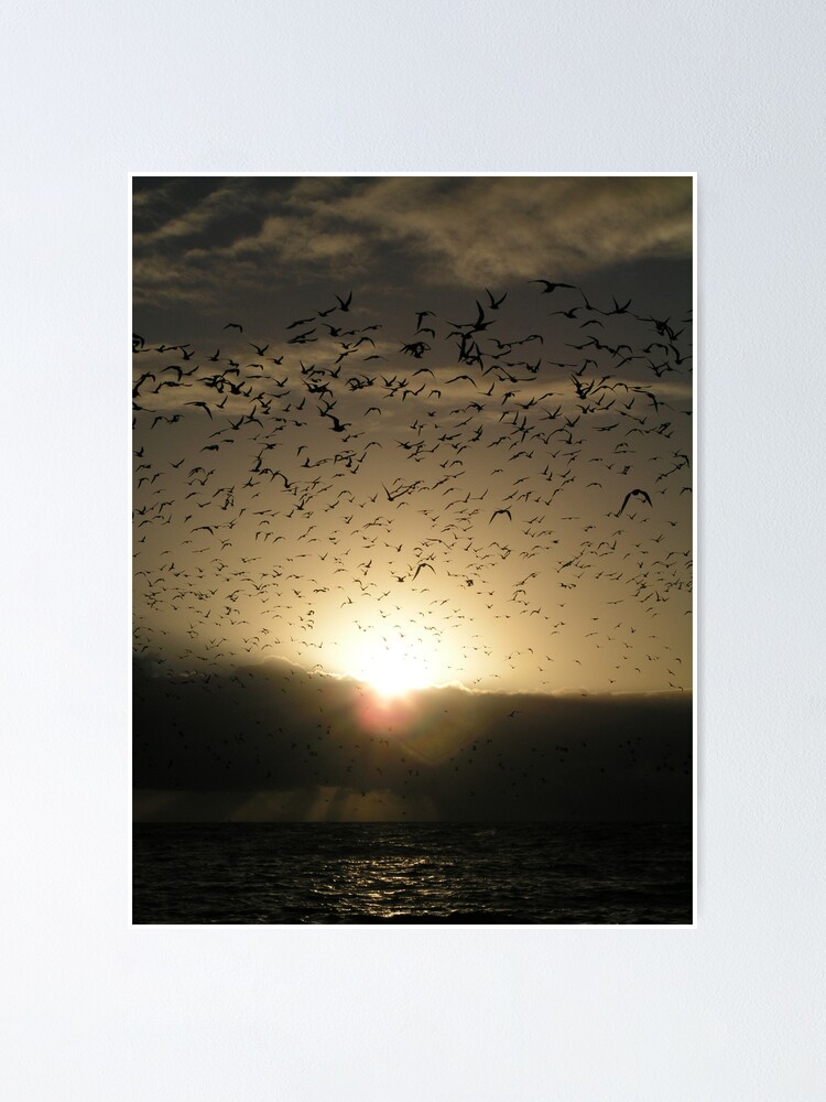 Alternate view of Avian Dawn Poster