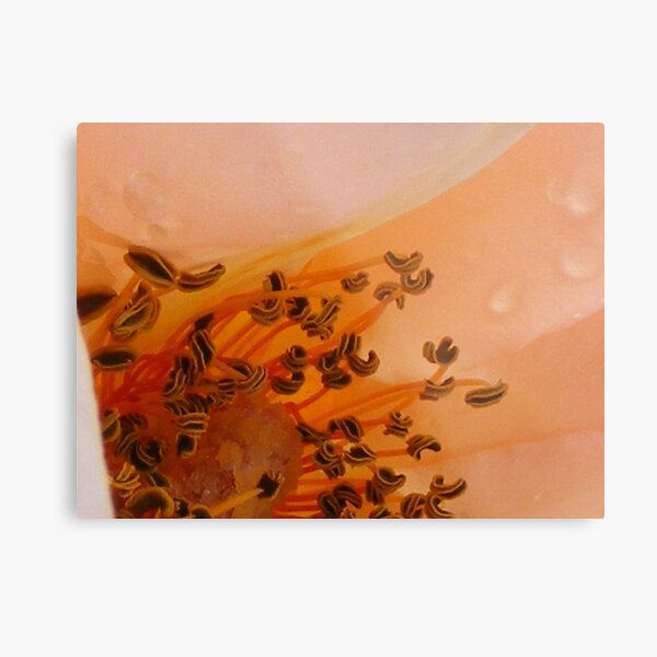 stamens - pollen - bee bliss!!! Metal Print