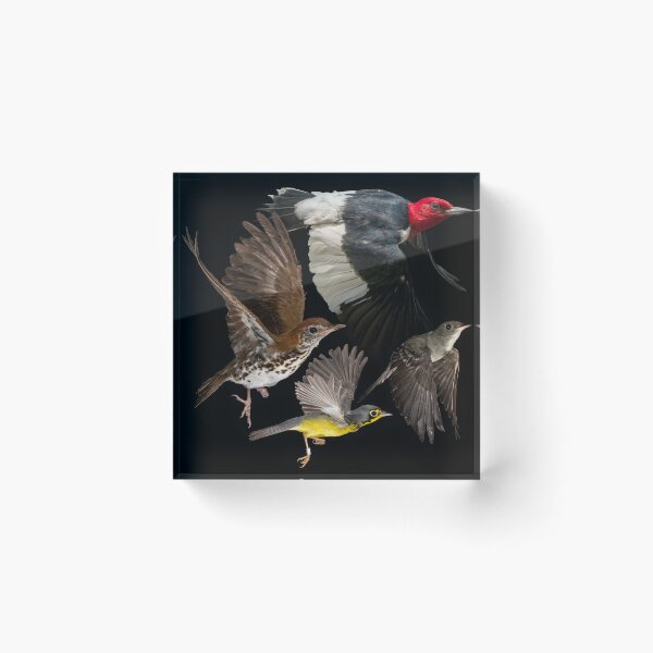 Item preview, Woodland Bird Species at Risk designed and sold by brendonstuff.