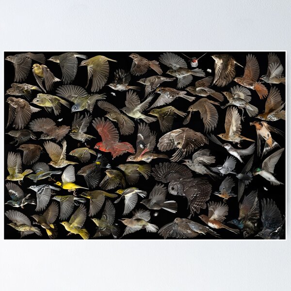 Item preview, Birds of Ontario compilation designed and sold by brendonstuff.