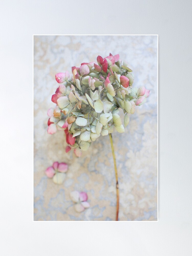 Póster «Hortensia Seca Pastel» de AlysonFennell | Redbubble