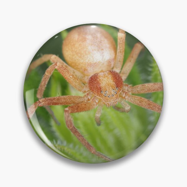 Item preview, Spider identified as Philodromus sp. - running crab spider designed and sold by SDym Photography.