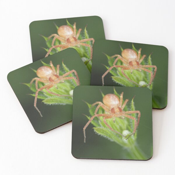 Item preview, Spider identified as Philodromus sp. - running crab spider designed and sold by SDym Photography.