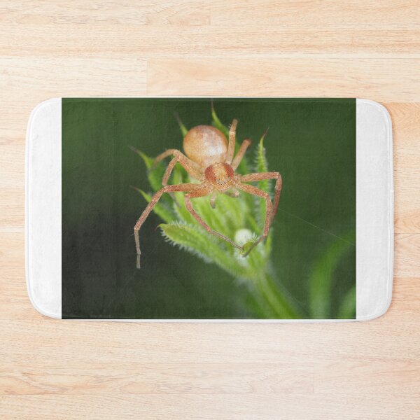 Item preview, Spider identified as Philodromus sp. - running crab spider designed and sold by SDym Photography.