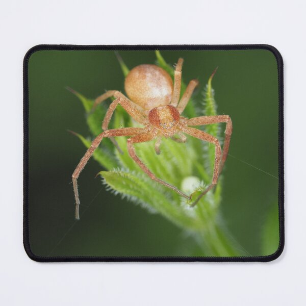 Item preview, Spider identified as Philodromus sp. - running crab spider designed and sold by SDym Photography.