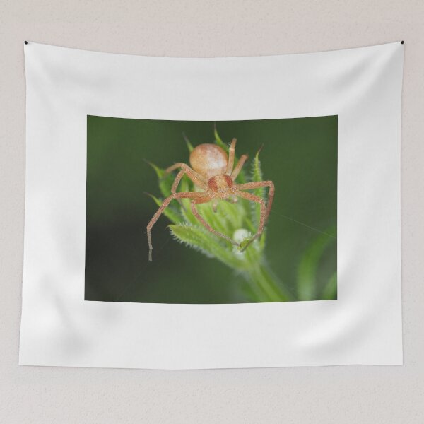 Item preview, Spider identified as Philodromus sp. - running crab spider designed and sold by SDym Photography.