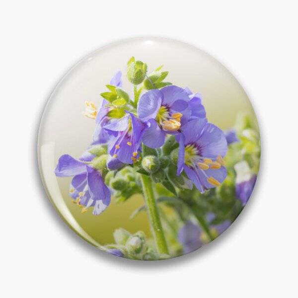 Artikelvorschau, Jakobsleiter - Polemonium caeruleum - himmelblaue Blüten entworfen und verkauft von Kate1art.