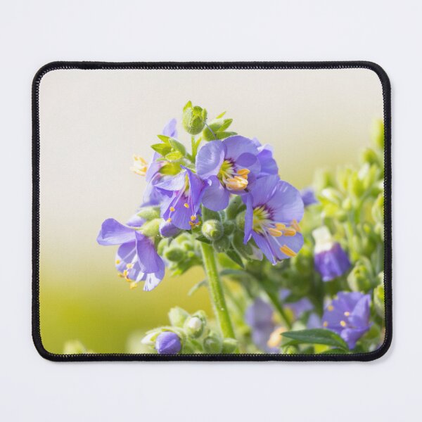 Item preview, Jacob's ladder - Polemonium caeruleum - sky-blue flowers  designed and sold by Kate1art.