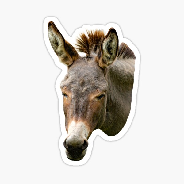 Item preview, Head of a Miniature Donkey designed and sold by OwlOccasions.