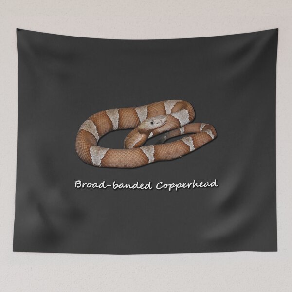 Item preview, Broad-banded Copperhead designed and sold by Paul-Prints.